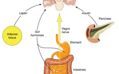 The gut brain connection