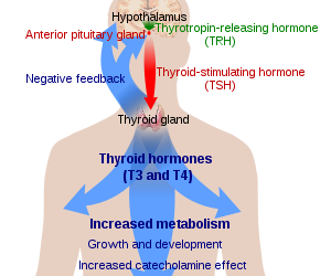 FATIGUE AND ANXIETY….. IS IT YOUR THYROID??